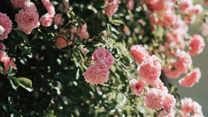 rozes
