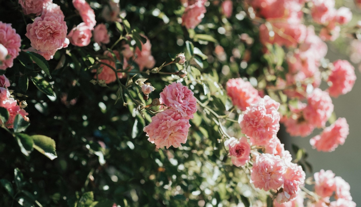rozes