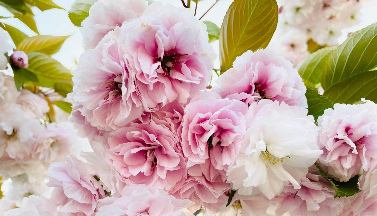 sakuras